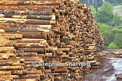 lumber mill thumbnail graphic